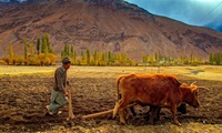 Ghazar 18 Pakistan